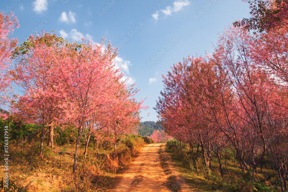 Romantic road with Cherry blossom full bloom in winter and blue sky background. Romantic road with Cherry blossom full bloom in winter and blue sky background.