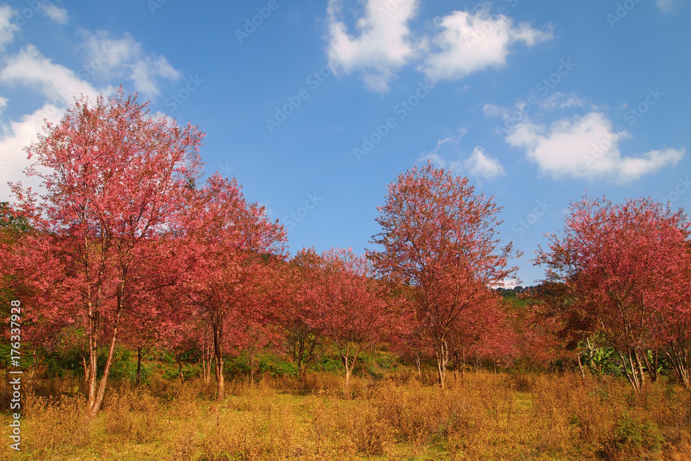 Beautiful Cherry blossom full bloom in winter and blue sky background ,Loei,Thailand.