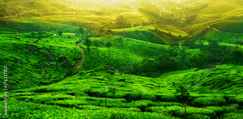 Tea plantation landscape. Munnar, Kerala, India photo