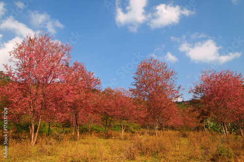 Beautiful Cherry blossom full bloom in winter and blue sky background  Loei Thailand.