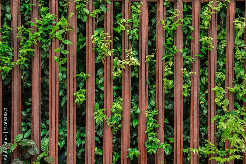 Brown fence and leaf plant over the fence background Brown fence and leaf plant over the fence background