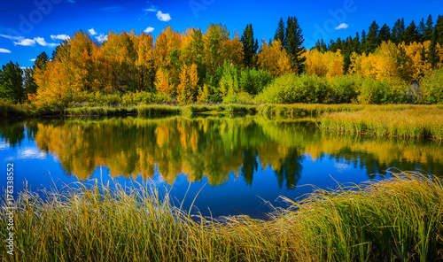 Reflective Lake Aspens