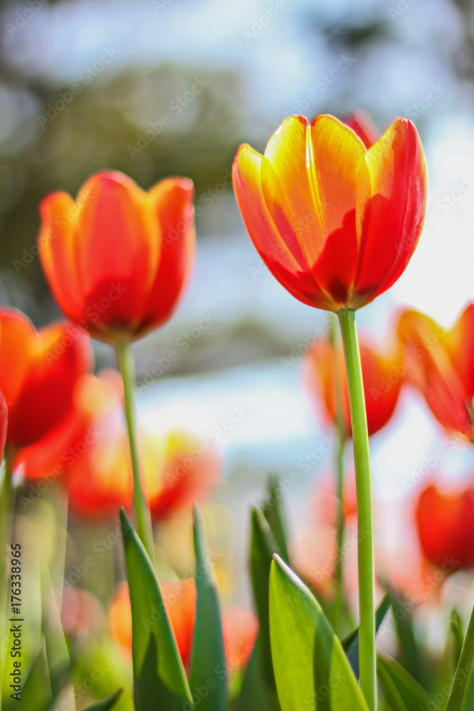 close up of  Tulip flowers shooting from a low angle  in spring season in Thailand.