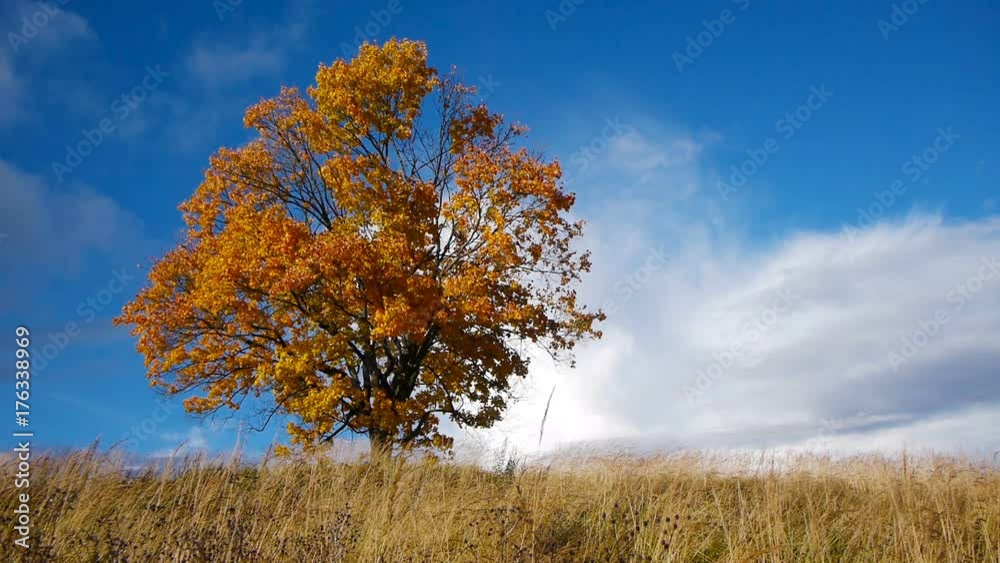 Maple tree showing the colors of autumn