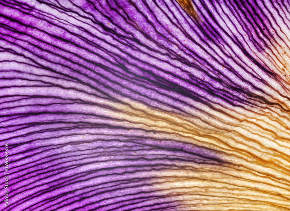 Fototapeta premium iris petals closeup