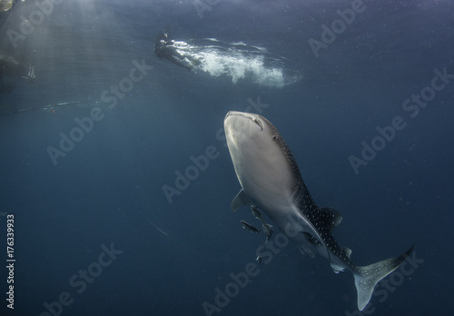 Whale shark and diver, Cenderawasih bay, west Papua, Indonesia.