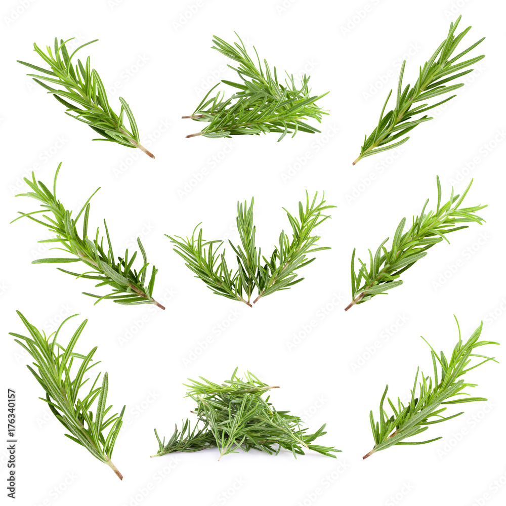 rosemary herb isolated on a white background rosemary herb isolated on a white background
