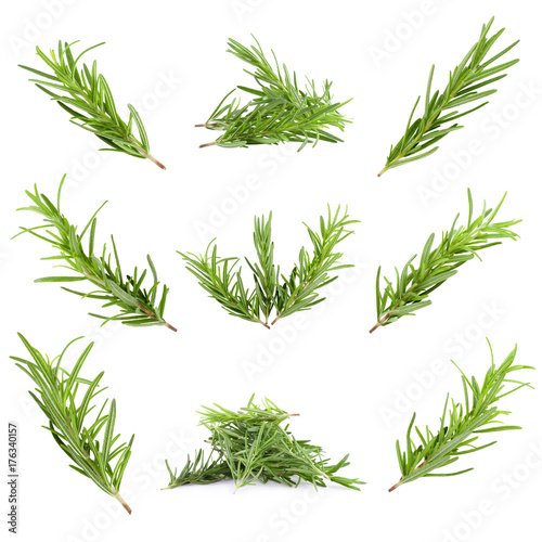 rosemary herb isolated on a white background
