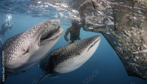Two whale sharks and a local fisherman below a floating fishing platform, Cenderawasih Bay, West Papua, Indonesia.