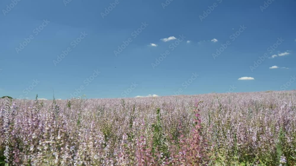 Coltivazioni di fiori di salvia in Provenza Coltivazioni di fiori di salvia in Provenza