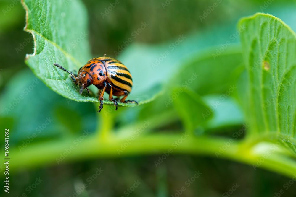 Fototapeta premium Colorado beetle on potato leaves - selective focus