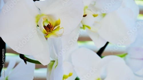 Fototapeta Naklejka Na Ścianę i Meble -  Weisse Orchideenblüte Nahaufnahme 
