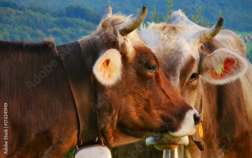 Zwei Kühe Köpfe zusammensteckend photo
