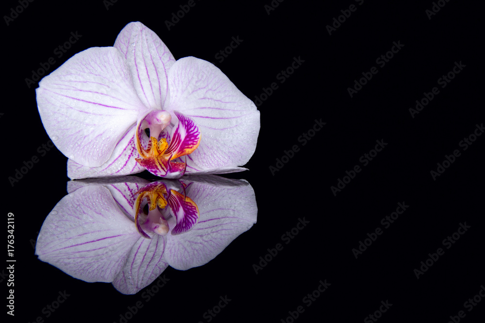 Fototapeta premium One orchid flower with water drops and reflection on a black background.