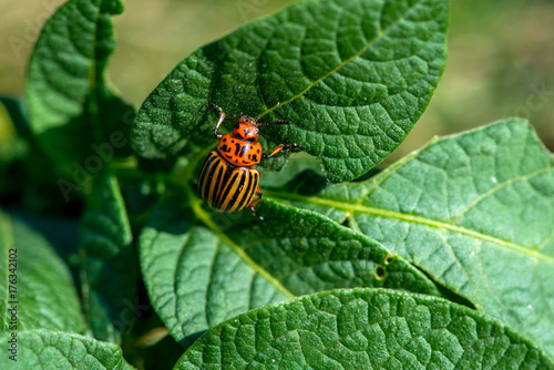 Colorado beetle on potato leaves - selective focus
