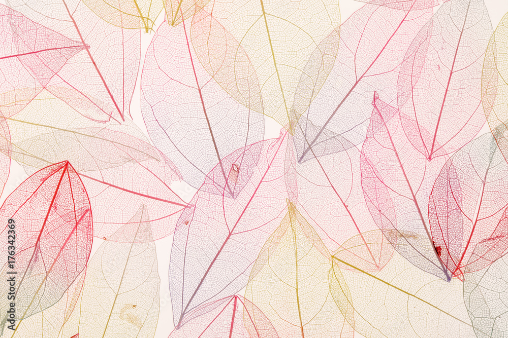 color leaves color leaves