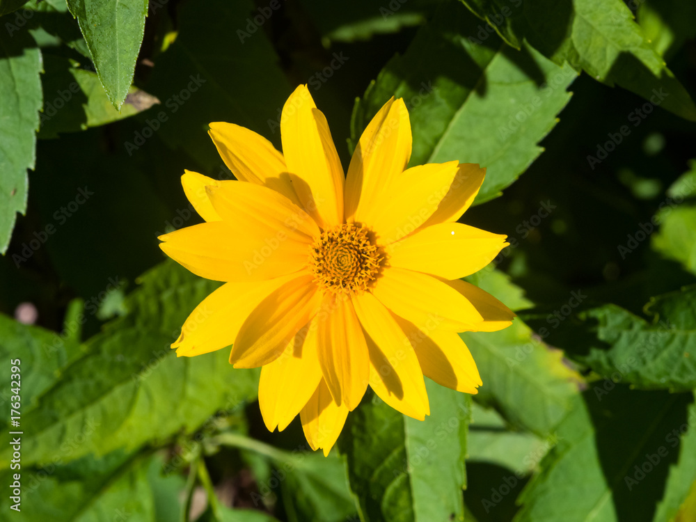 Jerusalem Artichoke, Sunroot, Topinambour, Earth Apple or Helianthus tuberosus yellow flower close-up, selective focus Jerusalem Artichoke, Sunroot, Topinambour, Earth Apple or Helianthus tuberosus yellow flower close-up, selective focus