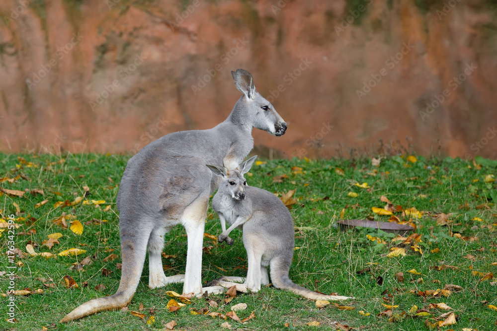 Red kangaroo, Megaleia rufa with baby Red kangaroo, Megaleia rufa with baby