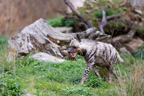 Striped hyena  Hyaena hyaena 