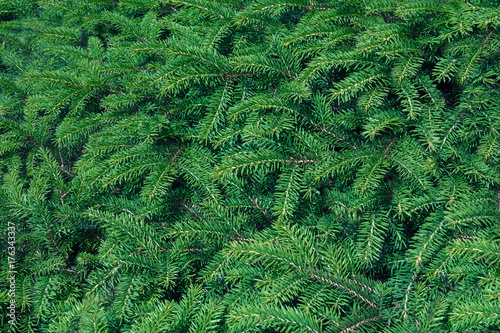 evergreen fir trees