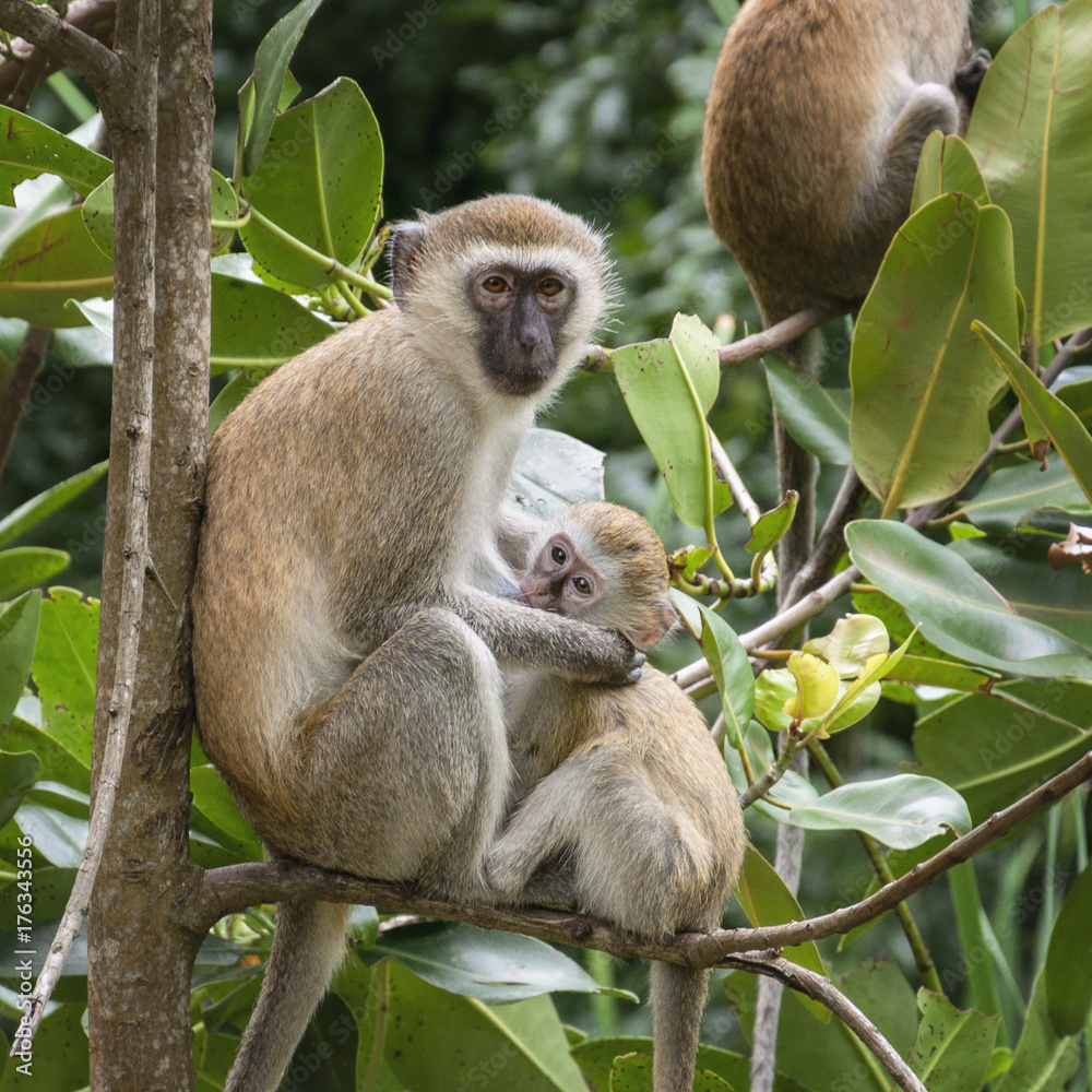 Monkey female feeds little monkey baby on the branch of the tree. Monkey female feeds little monkey baby on the branch of the tree.