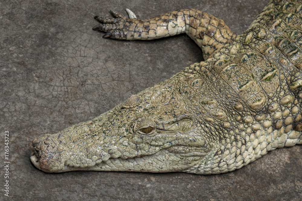 Fototapeta premium Crocodile laying on the ground.