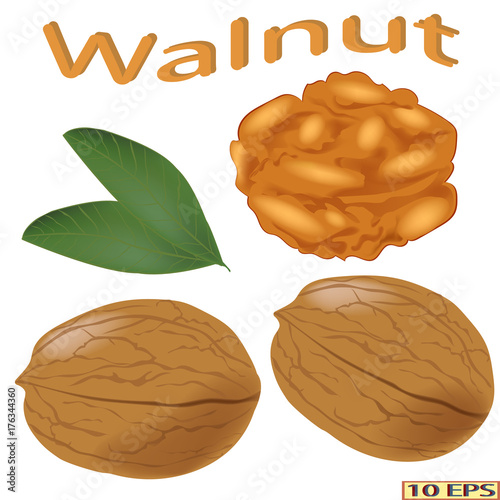 Walnut isolated on white background. Icon of walnut. Vector illustration.