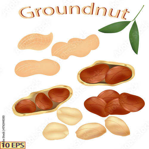 Peanuts in the shell. Shelled nuts. Groundnuts isolated on white background. Icon of peanuts. Vector illustration.