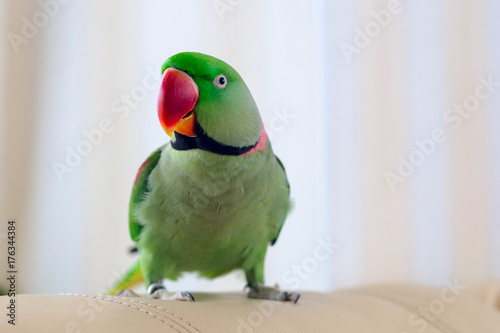 Green parrot sitting on sofa. Home pet Alexandrine parakeet indoor