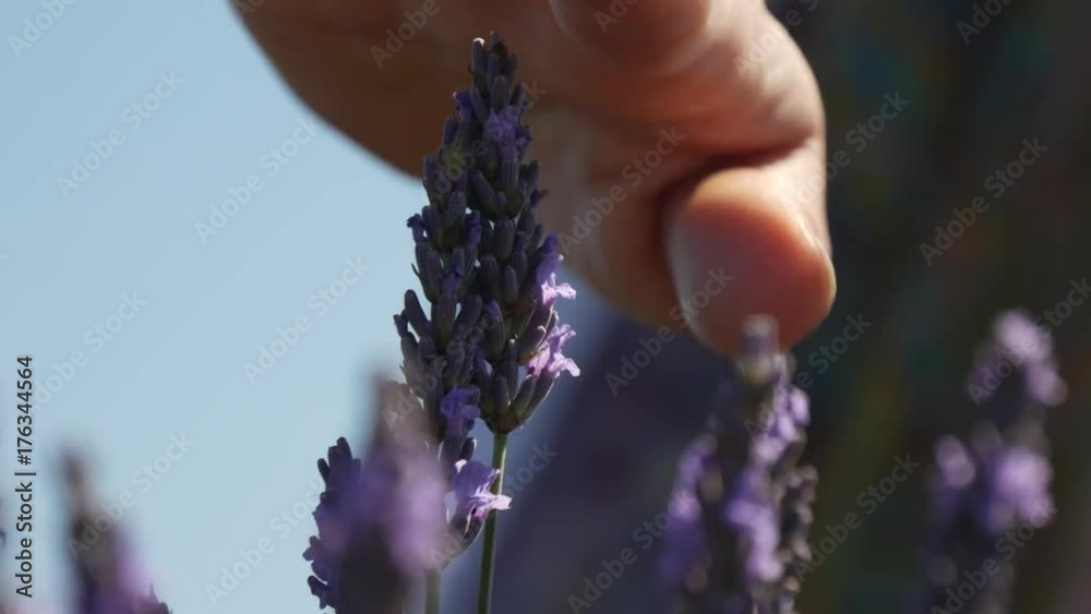 Una mano accarezza i fiori di lavanda a Valensole in Provenza