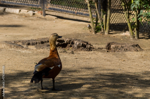 Obraz na płótnie Ruddy Shelduck 