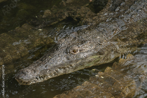 Portrait of crocodile laying in the water among another crocodiles.