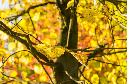 Leuchtende Herbstfarben im Blätterdach