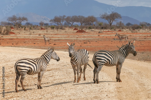 Group of zebras standing on the road.