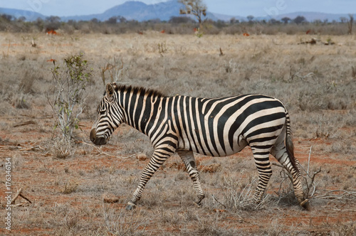 Single zebra runs in savanna.