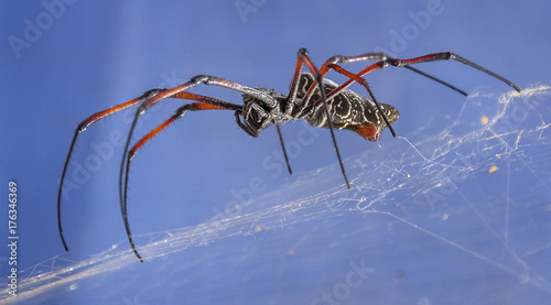 Big spider on the spiderweb. 
