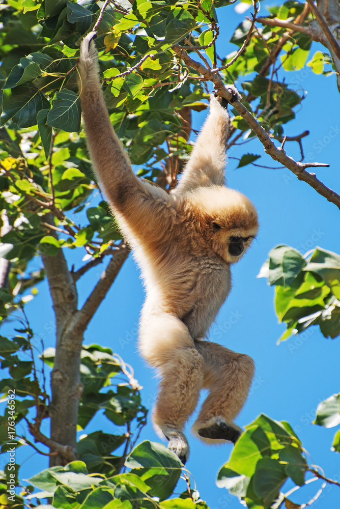 Obraz premium Lar gibbon on the tree. Hylobates lar.