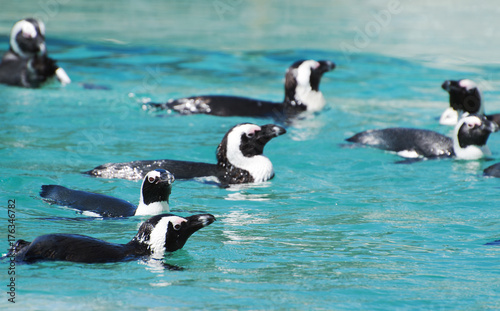 African penguins swimming in national park.