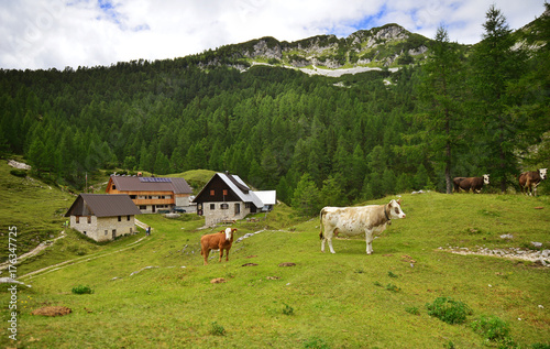View from Pokljuka mountain on neighborhood mountains, Slovenia photo