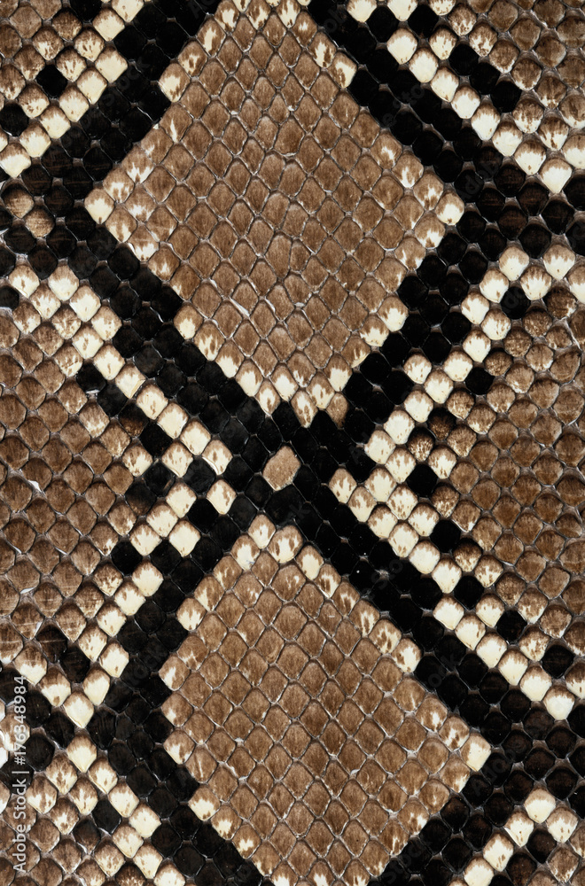 snake skin texture snake skin texture