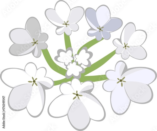 Umbel of carrot on white background
