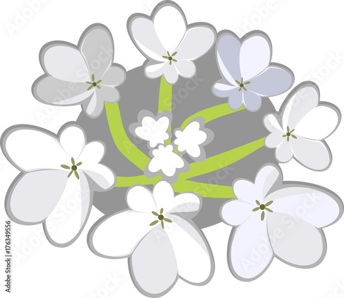 Umbel of carrot on white background