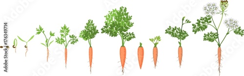 A two-year life cycle of carrot development from planting a seed to flowering plant. Carrot growth stage