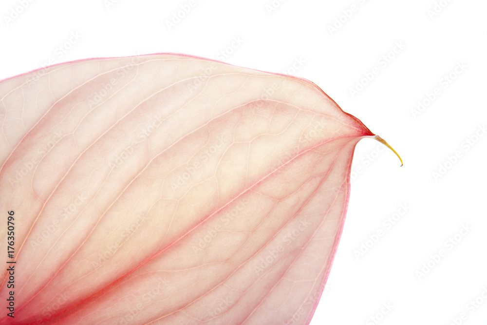 fondo macro de flor anturium