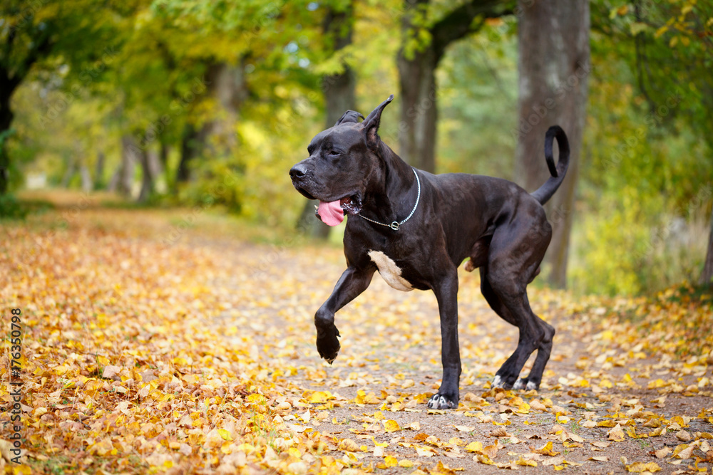 Black great dane dog Black great dane dog