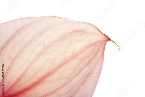 fondo macro de flor anturium