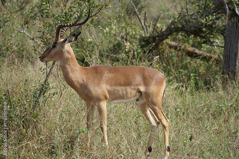 Naklejka premium Impala Kruger National Park