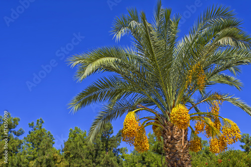 Green palm with a date fruits on a blue sky. Antalya  Turkey