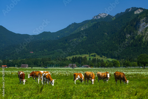 Cows grazing on a green Alpine meadow at sunny day