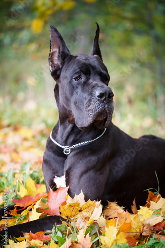 Black great dane dog